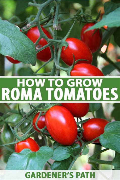 mature roma|How to Plant and Grow Roma Tomatoes 